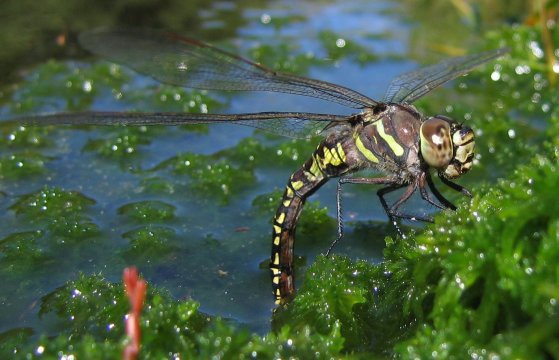 Aeshna subarctica elisabethae Aeshna subarctica elisabethae